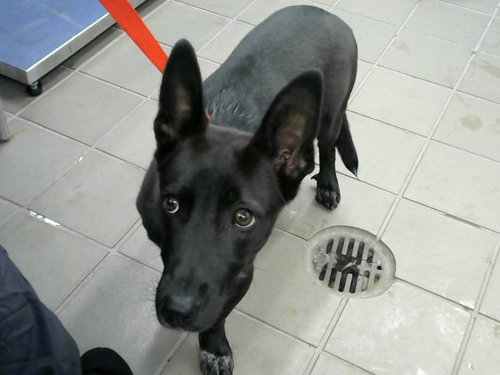 BULLITT, a dog for adoption from Albuquerque Animal Services - Eastside