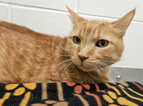 FLIPE, a cat for adoption from Albuquerque Animal Services - Eastside