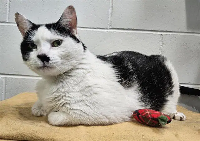 Big Betty Spaghetti - Domestic Short Hair