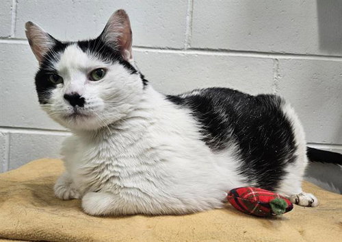 BIG BETTY SPAGHETTI, a cat for adoption from Albuquerque Animal Services - Eastside