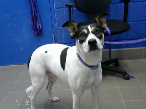 BLANCA, a dog for adoption from Albuquerque Animal Services - Eastside