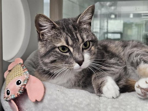 TRIXIE, a cat for adoption from Albuquerque Animal Services - Eastside