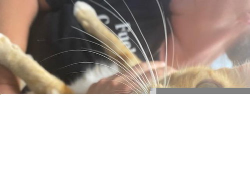 MANGO, a cat for adoption from Albuquerque Animal Services - Eastside