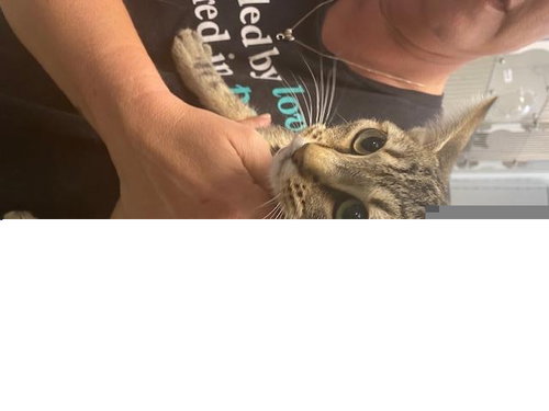 RAINY, a cat for adoption from Albuquerque Animal Services - Eastside