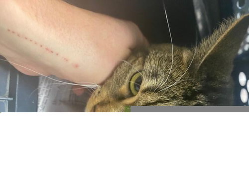 SOCKS, a cat for adoption from Albuquerque Animal Services - Eastside