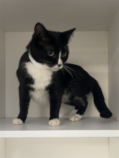 DONNA, a cat for adoption from Albuquerque Animal Services - Eastside
