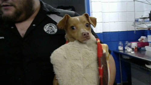TONY, a dog for adoption from Albuquerque Animal Services - Eastside