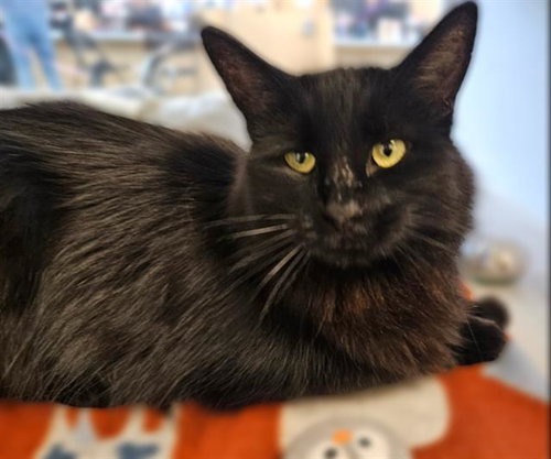 SOSA, a cat for adoption from Albuquerque Animal Services - Eastside