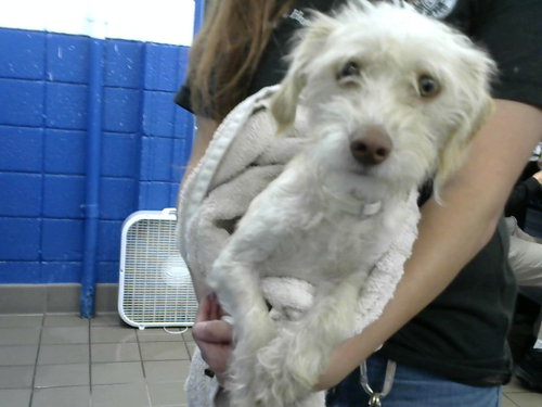 MISTER, a dog for adoption from Albuquerque Animal Services - Eastside