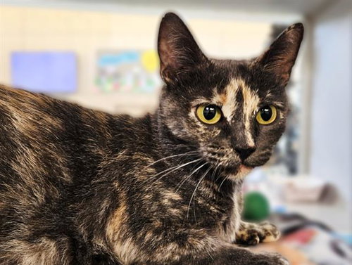 CARAMEL CORN, a cat for adoption from Albuquerque Animal Services - Eastside
