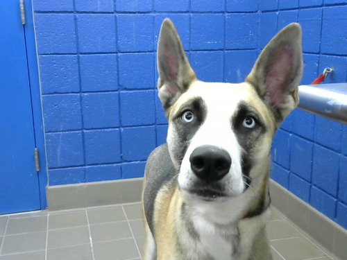GLACIE, a dog for adoption from Albuquerque Animal Services - Eastside