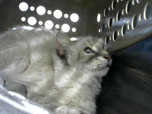 LONDON, a cat for adoption from Albuquerque Animal Services - Eastside