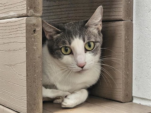FLOR, a cat for adoption from Albuquerque Animal Services - Eastside