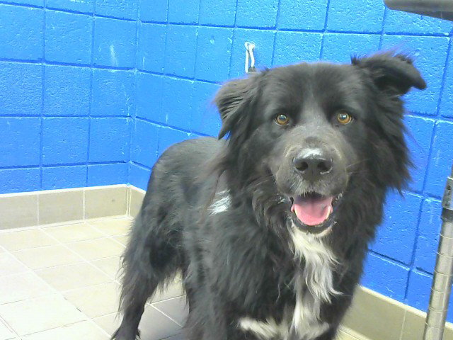 Harley, Border Collie