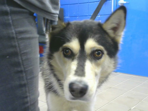 SCEETER, a dog for adoption from Albuquerque Animal Services - Eastside