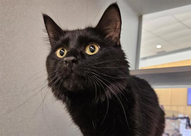 Artemis, Domestic Long Hair