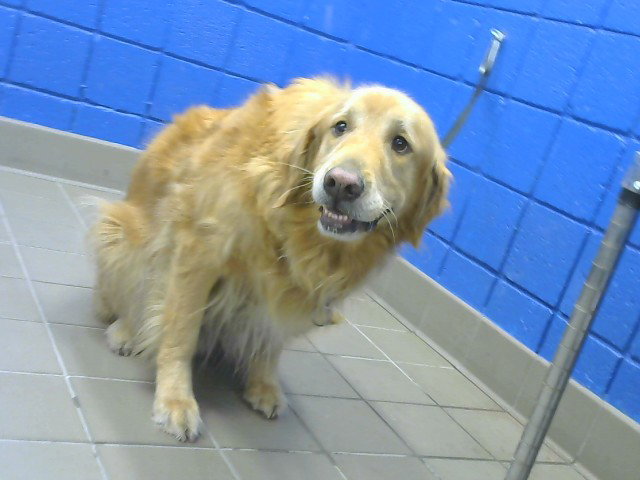 Charlie, Labrador Retriever