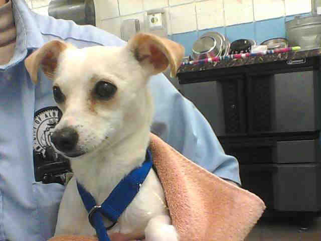 Marilyn, Chihuahua