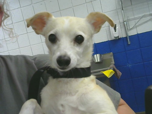 MARILYN, a dog for adoption from Albuquerque Animal Services - Eastside