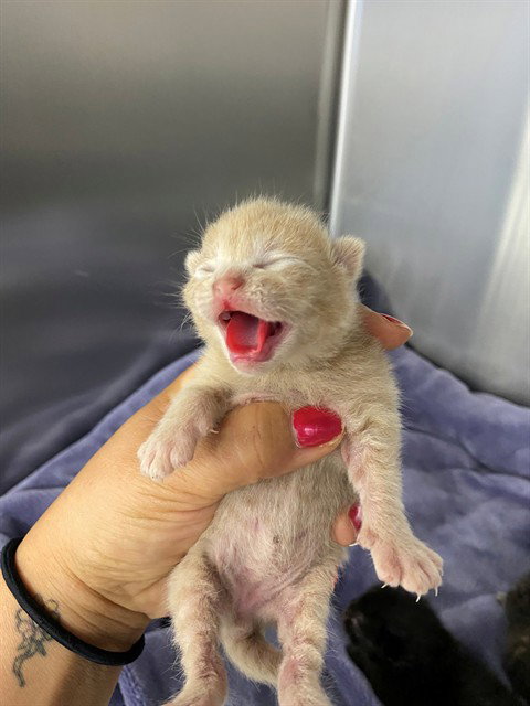 Lima Bean, Domestic Short Hair