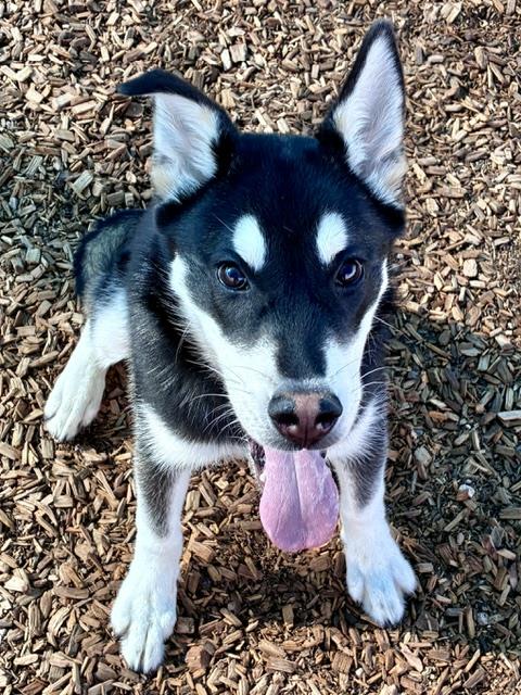 Jax, Akita