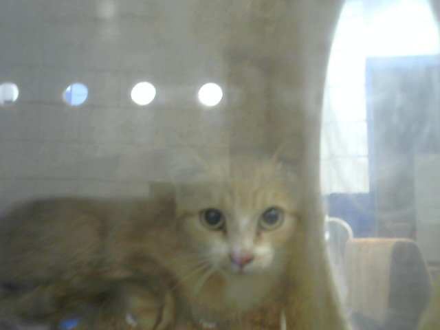 Kit Ten, Domestic Short Hair