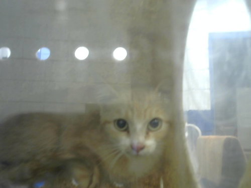 KIT TEN, a cat for adoption from Albuquerque Animal Services - Eastside