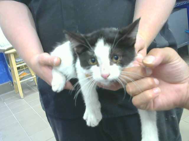 Milo, Domestic Short Hair
