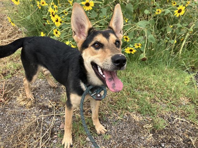 Bea, German Shepherd Dog