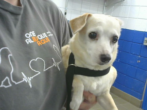 BUNNY, a dog for adoption from Albuquerque Animal Services - Eastside