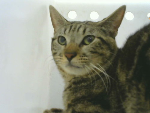 JEKYLL, a cat for adoption from Albuquerque Animal Services - Eastside