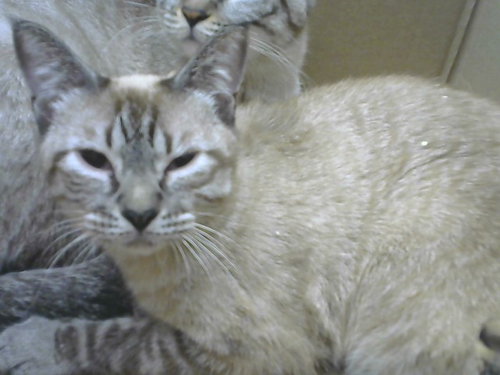 BARBARA, a cat for adoption from Albuquerque Animal Services - Eastside