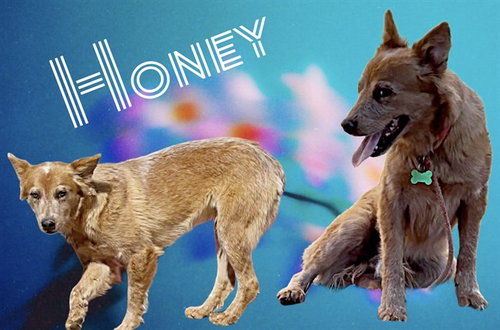 HONEY, a dog for adoption from Albuquerque Animal Services - Eastside