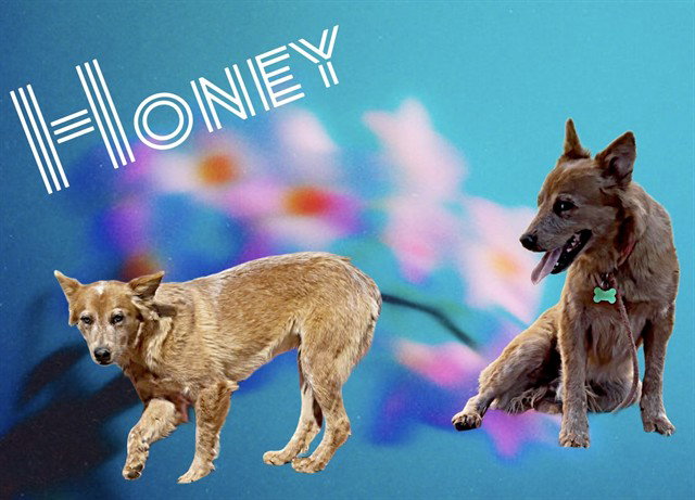 HONEY