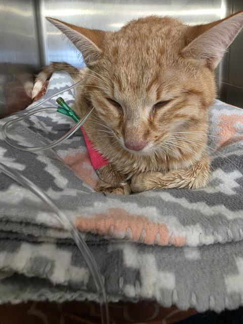 SHEBA, a cat for adoption from Albuquerque Animal Services - Eastside