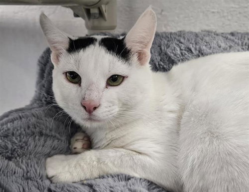 JERRY, a cat for adoption from Albuquerque Animal Services - Eastside
