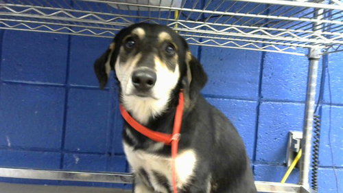 TITA, a dog for adoption from Albuquerque Animal Services - Eastside