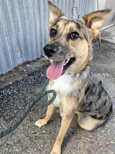 TOHIDA, a dog for adoption from Albuquerque Animal Services - Eastside