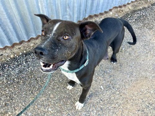 PEN PAL, a dog for adoption from Albuquerque Animal Services - Eastside