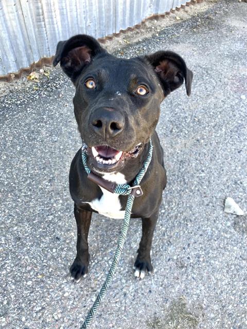 ALMA, a dog for adoption from Albuquerque Animal Services - Eastside
