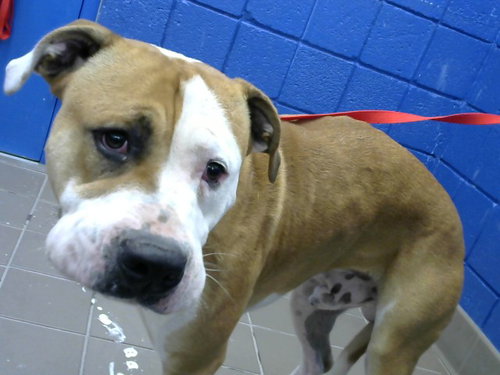 TUCKER, a dog for adoption from Albuquerque Animal Services - Eastside