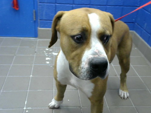 TOBY, a dog for adoption from Albuquerque Animal Services - Eastside