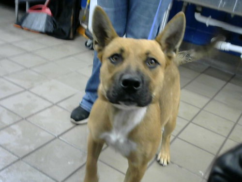 HAN, a dog for adoption from Albuquerque Animal Services - Eastside
