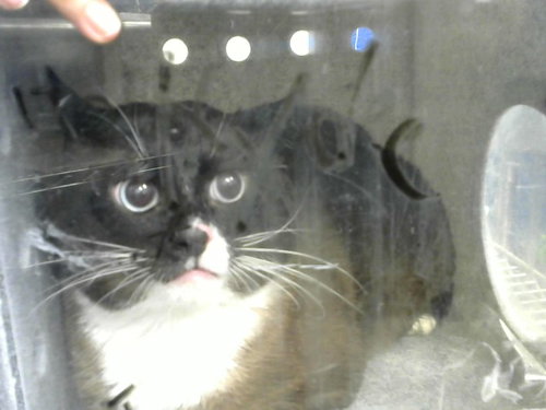 TUPAWZ, a cat for adoption from Albuquerque Animal Services - Eastside