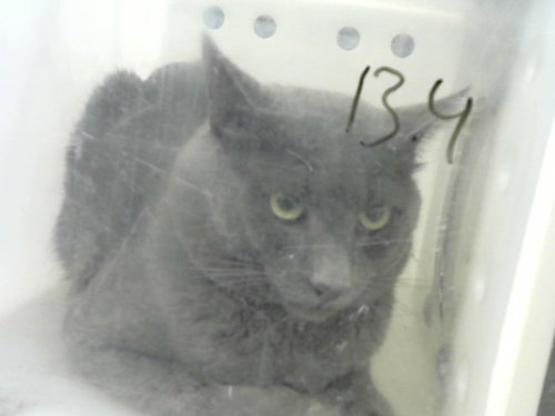 SHADOW, a cat for adoption from Albuquerque Animal Services - Eastside