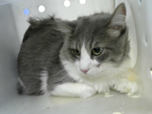 TAZ, a cat for adoption from Albuquerque Animal Services - Eastside