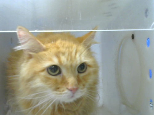 BRIE, a cat for adoption from Albuquerque Animal Services - Eastside