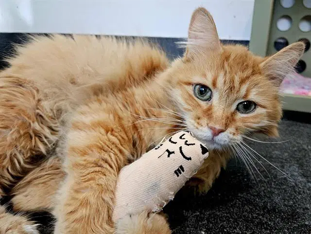 Brie - Domestic Short Hair