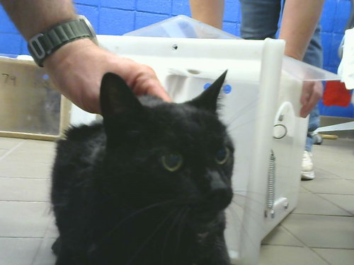 GROP, a cat for adoption from Albuquerque Animal Services - Eastside