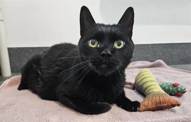 Grop - Domestic Short Hair